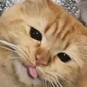 Meet your Posher, Casey